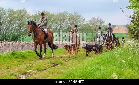 Sleaford, Lincolnshire, UK. 15th May 2021. The last meet of the season for the Cranwell Bloodhounds was a hound exercise ride, led by Joint Master Wendy Broughton MH and the Huntsman Frank Goddard as they and their followers were dodging showers.  Credit: Matt Limb OBE/Alamy Live News Stock Photo