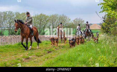 Sleaford, Lincolnshire, UK. 15th May 2021. The last meet of the season for the Cranwell Bloodhounds was a hound exercise ride, led by Joint Master Wendy Broughton MH and the Huntsman Frank Goddard as they and their followers were dodging showers.  Credit: Matt Limb OBE/Alamy Live News Stock Photo