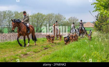 Sleaford, Lincolnshire, UK. 15th May 2021. The last meet of the season for the Cranwell Bloodhounds was a hound exercise ride, led by Joint Master Wendy Broughton MH and the Huntsman Frank Goddard as they and their followers were dodging showers.  Credit: Matt Limb OBE/Alamy Live News Stock Photo