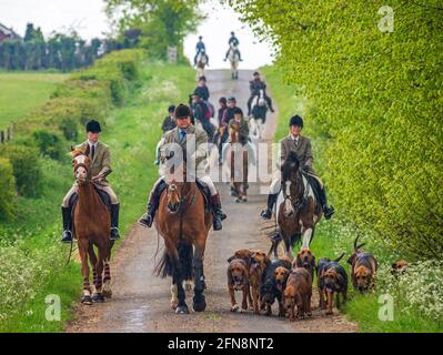 Sleaford, Lincolnshire, UK. 15th May 2021. The last meet of the season for the Cranwell Bloodhounds was a hound exercise ride, led by Joint Master Wendy Broughton MH and the Huntsman Frank Goddard as they and their followers were dodging showers.  Credit: Matt Limb OBE/Alamy Live News Stock Photo