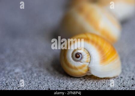 Flat lay summer composition with sea shells Stock Photo