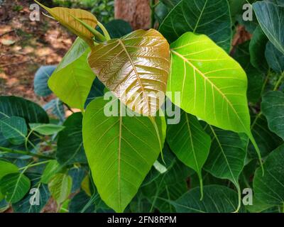 Peepal tree leaf in nice blur background medicinal plant ficus religiosa Stock Photo