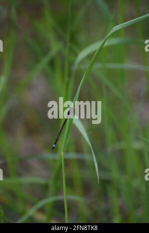 A large blue damselfly sits on a plant Stock Photo - Alamy