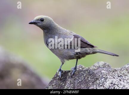 The Palm Tanager (Thraupis palmarum) is a medium-sized passerine bird.  This tanager is a resident breeder from Nicaragua south to Bolivia, Paraguay a Stock Photo