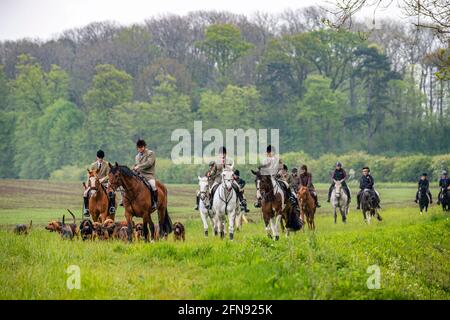 Sleaford, Lincolnshire, UK. 15th May 2021. The last meet of the season for the Cranwell Bloodhounds was a hound exercise ride, led by Joint Master Wendy Broughton MH and the Huntsman Frank Goddard as they and their followers were dodging showers.  Credit: Matt Limb OBE/Alamy Live News Stock Photo