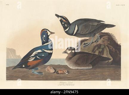 Harlequin Duck, 1836. Stock Photo