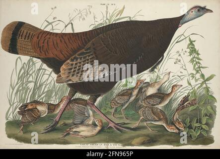 Great American Hen and Young, 1827. [Vulgo, female wild turkey. Meleagris gallopavo]. Stock Photo