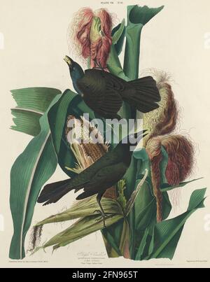 Purple Grackle, 1827. [Quiscalus versicolor. 1. Male, 2. Female. Plant Vulgo, Indian Corn]. Stock Photo