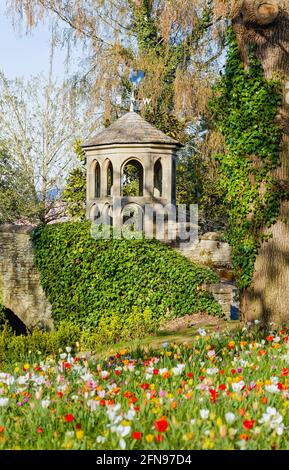 Colourful tulips, folly and ivy covered stone bridge during the spring Tulip Festival in Dunsborough Park, Ripley, Surrey, south-east England in April Stock Photo