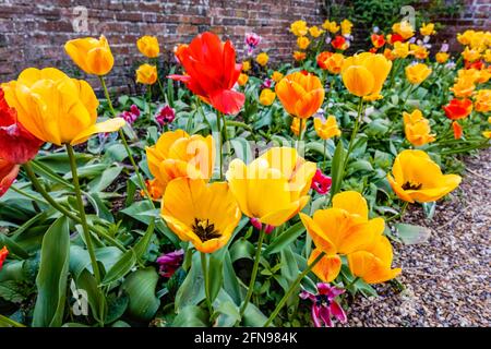 Border of colourful mixed tulips flowering at the Spring Tulip Festival in Dunsborough Park, Ripley, Surrey, south-east England in April Stock Photo