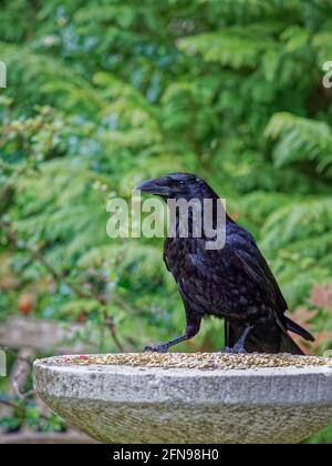 Common raven, Corvus corax, perching on a stone birdtable while feeding in a garden in Surrey, south-east England in spring (native resident) Stock Photo