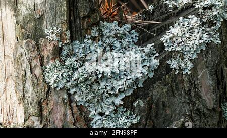 Lichen Parmelia sulcata on an old tree stump in a pine forest Stock Photo