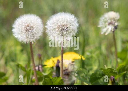 Three white dandelion blowballs in meadow field Stock Photo