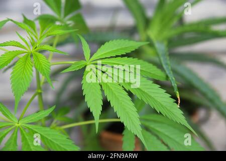 Closeup of green young cannabis plant leaves in flower pot Stock Photo