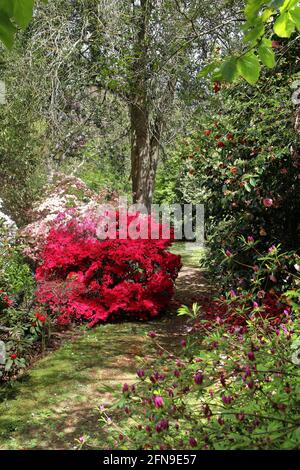 Spring in an English landscape garden with grassy path between flowering Rhododendrons and Azaleas Stock Photo