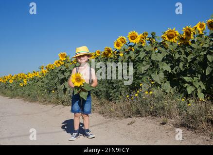 on sunny summer day, a cheerful boy 4-5 years old in yellow hat and shorts with a sunflower in his hands is standing on a field of blooming sunflowers Stock Photo