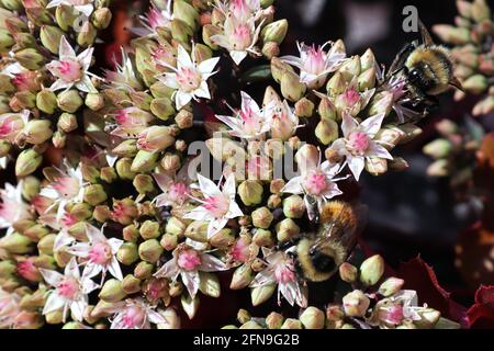 Two bumble bees work on pink sedum stonecrop Stock Photo