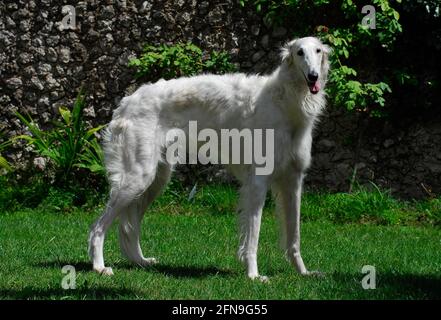 Levriero Russo, big white dog Stock Photo