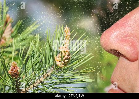 Male nose in pollen from male pine cones is an allergen. Male pine cones (Pinus sylvestris). Stock Photo