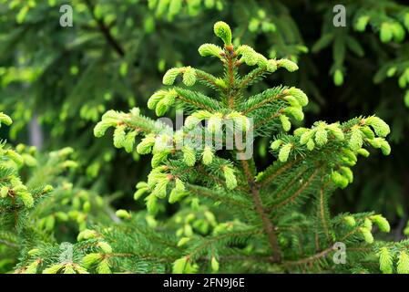 Fir bluish spruce Canadian, christmas spruce white - evergreen tree plant, species of the Pinaceae family. Light young shoots on dark green branches Stock Photo