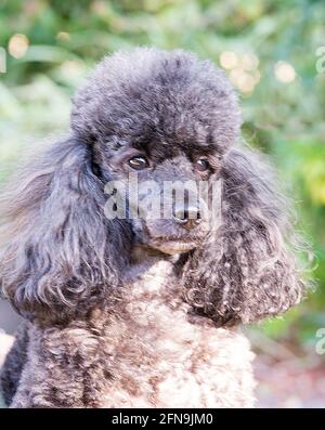 Miniature Poodle Stock Photo