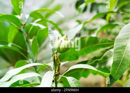 Mango fruits (genus Mangifera) hanging on tree branch Stock Photo