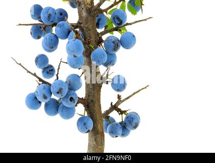 Fruits and pruners spines isolated on white background Stock Photo