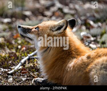 Red fox head close-up profile view looking towards the sky in the spring season  in its environment and habitat with a blur background. Fox Image. Stock Photo