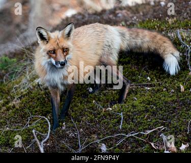 Red Fox standing on green moss in the springtime and looking at camera with blur background in its environment and habitat. Fox Image. Picture. Stock Photo