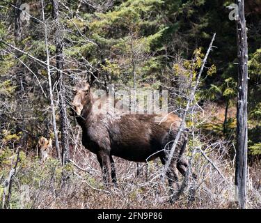 Moose in the forest in the springtime displaying brown coat with a blur forest background in its environment and habitat. Image. Picture. Portrait. Stock Photo