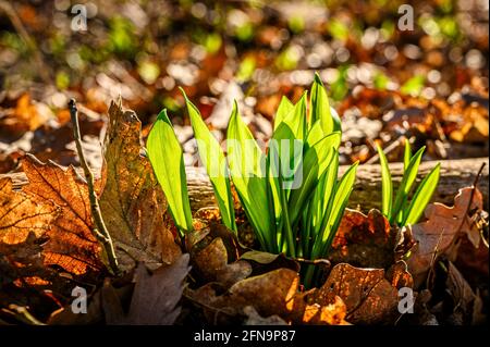 Fresh young wild garlic sprouts from the ground of a sun-drenched forest. Stock Photo