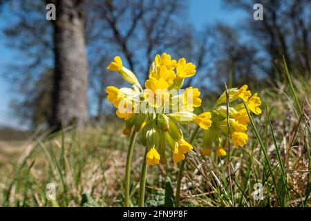 A small cluster of cowslips bloom at the edge of the forest in the spring sun. Stock Photo