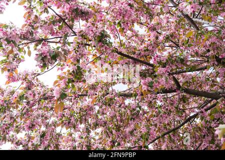 pink cherry blossom in spring, Sakura Kanzan. Prunus serrulata. Cerasus serrulata. Sekiyama. Japanese cherry blossom, spring season Stock Photo