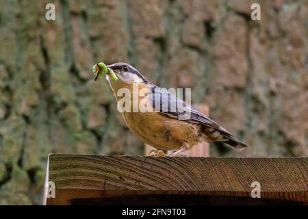 Duelmen, NRW, Germany. 15th May, 2021. A male Eurasian nuthatch (Sitta europaea) clutches larvae in its bill. The bird is busy feeding its brood in a nesting box in mature woodland at Duelmen Nature Reserve. Credit: Imageplotter/Alamy Live News Stock Photo