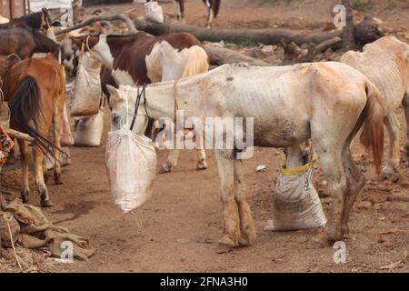 Horse with nose bag filled with fodder. The feeding bag on the face will reduce food wastage and it prevents one from consuming the ration of other. S Stock Photo