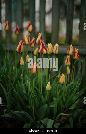 Striped red yellow tulips on the background of a wooden picket fence with peeling paint. Stock Photo