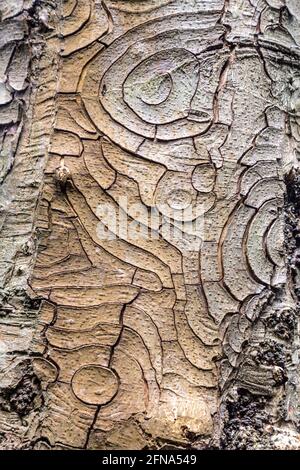 Abstract pattern on tree bark Stock Photo