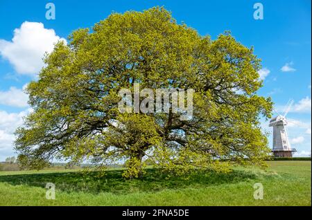 Oak Tree and Windmill, UK. Quercus Fagaceae. Quercus robur. Stock Photo
