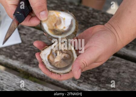A close up view of female hands shucking fresh oysters Stock Photo