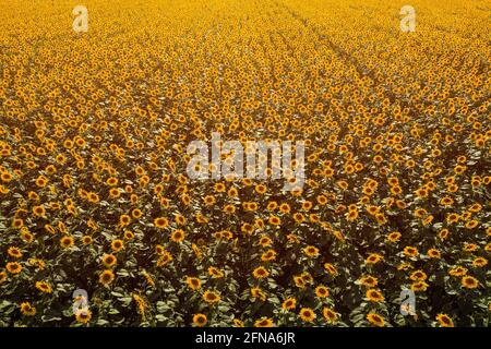 Aerial view of large endless blooming sunflower field in summer from drone pov, high angle view of yellow flower heads in blossom Stock Photo