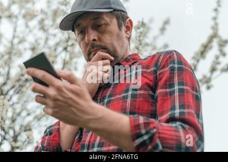 Farmer using smart phone app in blooming cherry fruit orchard, low angle view, selective focus Stock Photo