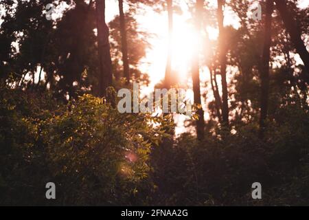 Gorgeous background of a forest with a golden sun shining through trees and illuminating bushes Stock Photo