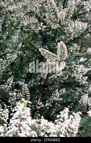 Erica arborea var. alpina Tree Heather – panicles of small urn-shaped white flowers,  May, England, UK Stock Photo