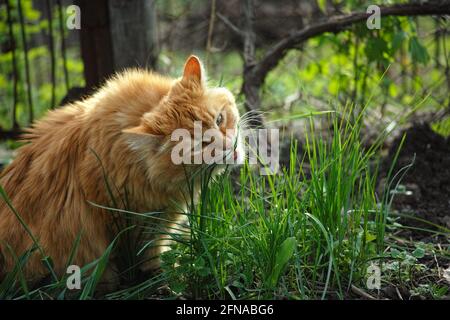 A cat eating grass in a garden. Close up. Stock Photo
