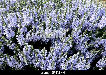 Veronica prostrata ‘Spode Blue’ prostrate speedwell Spode Blue – pale blue bell-shaped flowers with violet stamens on flower spikes,  May, England, UK Stock Photo