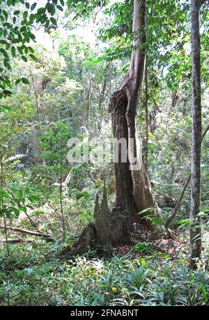 fig tree growing against remains of host tree Taman Negara NP, Malaysia            February Stock Photo