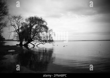 Willow tree on the coast in black and white Stock Photo
