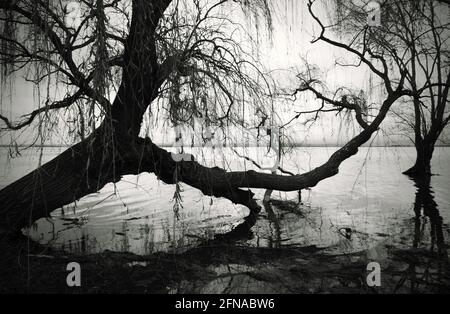 Willow tree on the coast in black and white Stock Photo