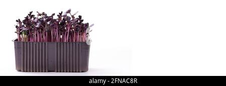 Purple radish microgreens on white background with place for text, banner photo. Vegan and healthy food concept. Radish sprouts obtained from high qua Stock Photo