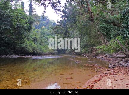 view along Tahan River in early morning Taman Negara NP, Malaysia            February Stock Photo